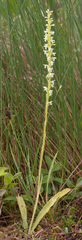 Platanthera ephemerantha