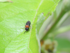 Eutomostethus ephippium