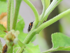 Eutomostethus ephippium