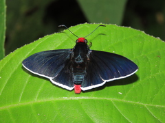 Pyrrhopyge