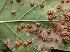 Neuroterus numismalis