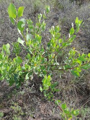 Osteospermum moniliferum