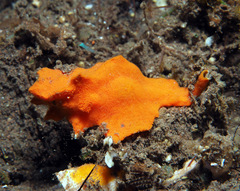 Pterynotus tripterus