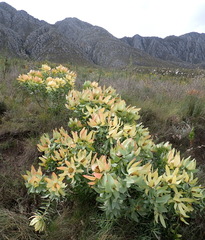 Leucadendron tinctum
