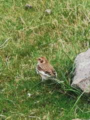 Plectrophenax nivalis