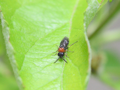 Eutomostethus ephippium