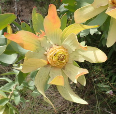 Leucadendron tinctum