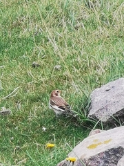 Plectrophenax nivalis