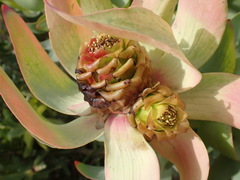Leucadendron tinctum