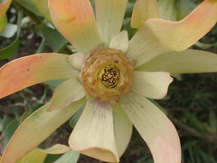 Leucadendron tinctum