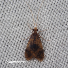 Trichoptera
