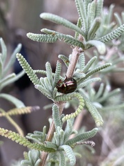 Chrysolina americana