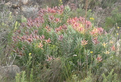 Leucadendron tinctum