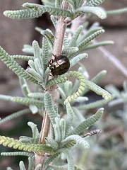 Chrysolina americana