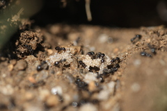 Crematogaster auberti