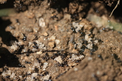 Crematogaster auberti