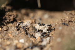 Crematogaster auberti