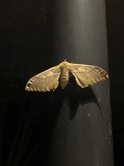 Lepidoptera