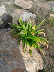 Amaryllis belladonna