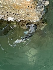 Archosargus probatocephalus