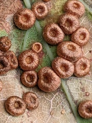 Neuroterus numismalis