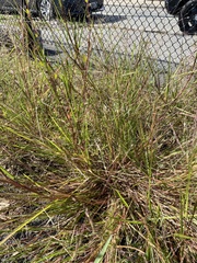 Panicum dichotomiflorum