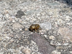 Euoniticellus intermedius