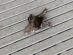 Passerella iliaca