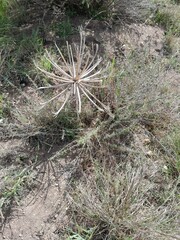 Brunsvigia orientalis