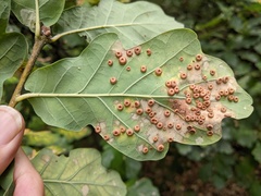 Neuroterus numismalis