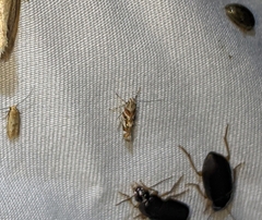 Aristotelia roseosuffusella