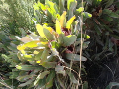 Protea lorifolia