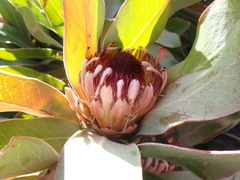 Protea lorifolia