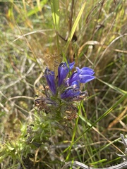Gentiana puberulenta
