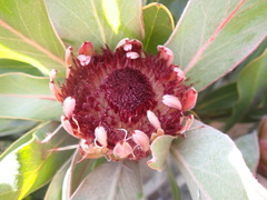 Protea lorifolia