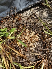 Camponotus floridanus