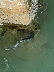 Archosargus probatocephalus