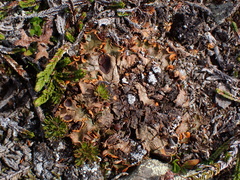 Solorina crocea