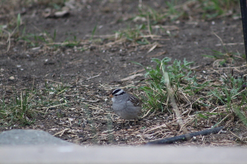 White-crowned Sparrow photographed in North Dakota