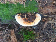 Gloeophyllum odoratum