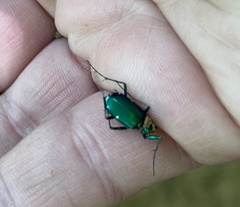 Cicindela sexguttata