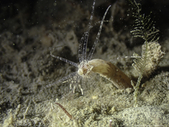 Scolanthus callimorphus