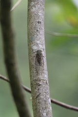 Meimuna opalifera