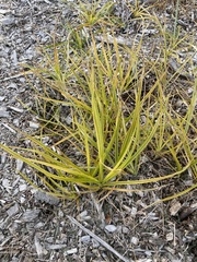 Carex muskingumensis