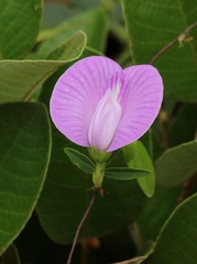 Centrosema angustifolium