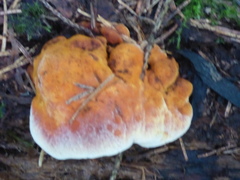 Gloeophyllum odoratum