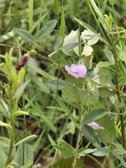 Centrosema angustifolium