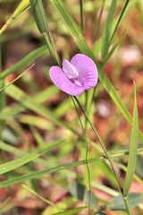 Centrosema angustifolium