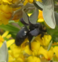 Xylocopa