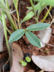 Centrosema angustifolium